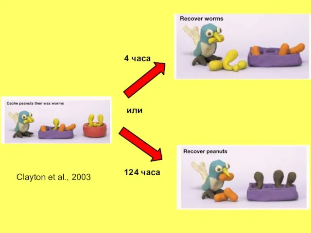 Clayton et al., 2003 4 часа или 124 часа