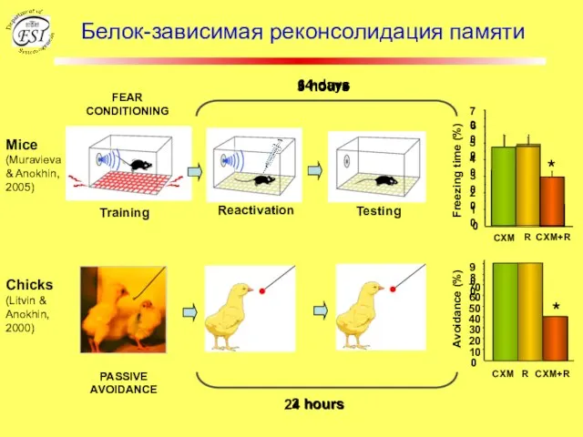 Белок-зависимая реконсолидация памяти Mice (Muravieva & Anokhin, 2005) Training Freezing time (%)