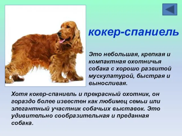 кокер-спаниель Это небольшая, крепкая и компактная охотничья собака с хорошо развитой мускулатурой,