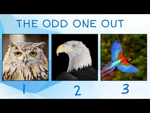 THE ODD ONE OUT 1 2 3