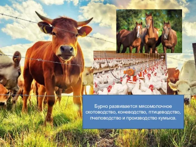 Бурно развивается мясомолочное скотоводство, коневодство, птицеводство, пчеловодство и производство кумыса.
