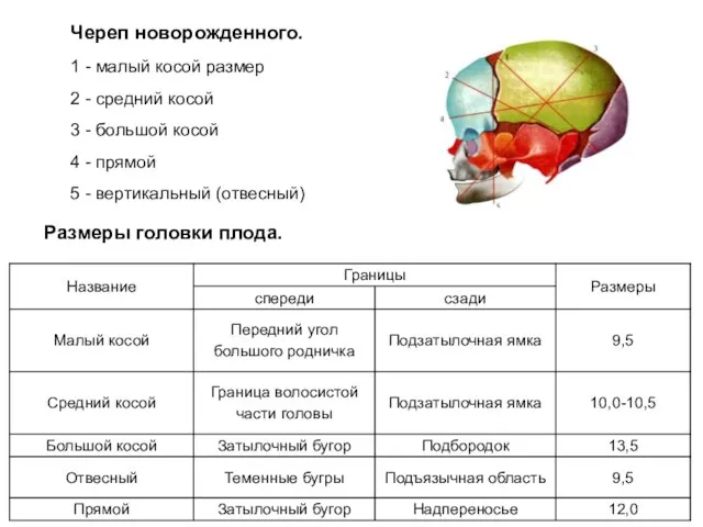 Череп новорожденного. 1 - малый косой размер 2 - средний косой 3