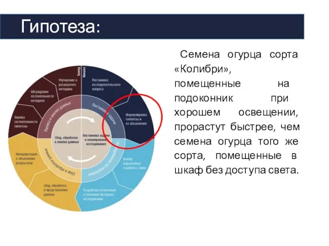 Гипотеза: Семена огурца сорта «Колибри», помещенные на подоконник при хорошем освещении, прорастут