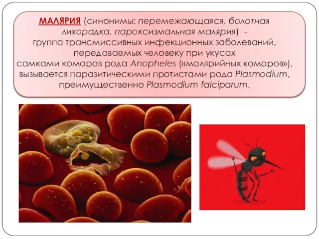 МАЛЯРИЯ (синонимы: перемежающаяся, болотная лихорадка, пароксизмальная малярия) - группа трансмиссивных инфекционных заболеваний,