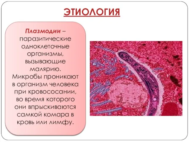 Плазмодии – паразитические одноклеточные организмы, вызывающие малярию. Микробы проникают в организм человека