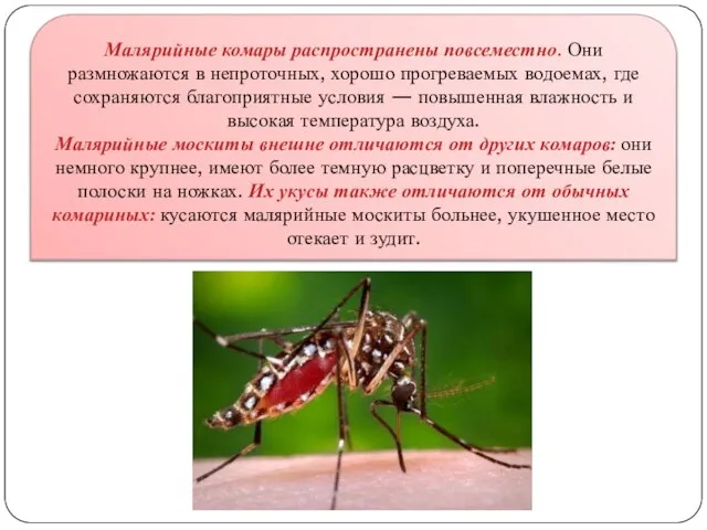 Малярийные комары распространены повсеместно. Они размножаются в непроточных, хорошо прогреваемых водоемах, где