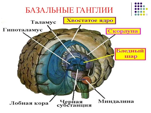 БАЗАЛЬНЫЕ ГАНГЛИИ