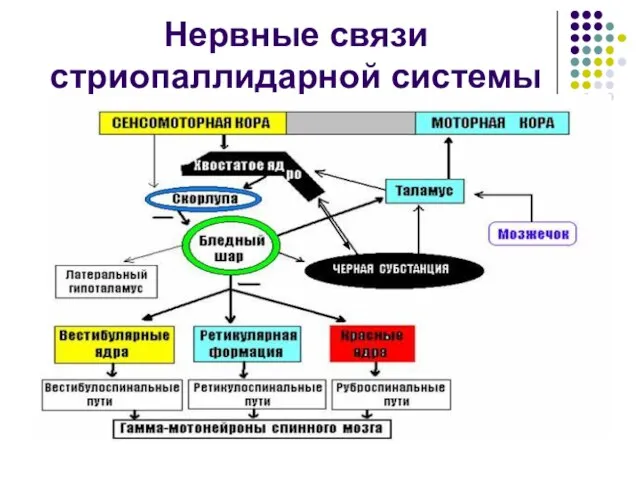 Нервные связи стриопаллидарной системы