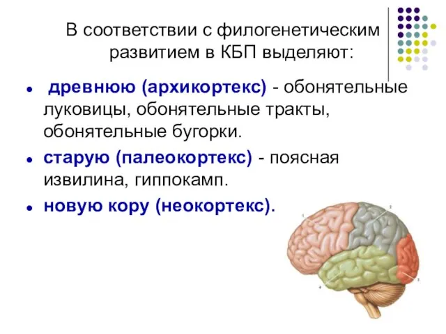 В соответствии с филогенетическим развитием в КБП выделяют: древнюю (архикортекс) - обонятельные