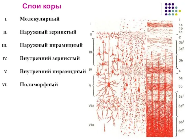 Слои коры