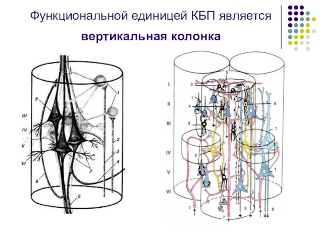 Функциональной единицей КБП является вертикальная колонка