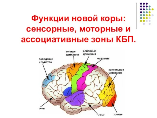 Функции новой коры: сенсорные, моторные и ассоциативные зоны КБП.