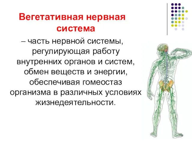 Вегетативная нервная система – часть нервной системы, регулирующая работу внутренних органов и