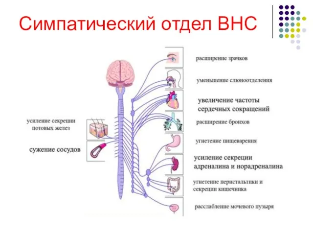 Симпатический отдел ВНС