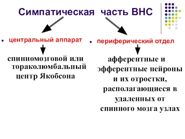 Симпатическая часть ВНС центральный аппарат спинномозговой или тораколюмбальный центр Якобсона периферический отдел