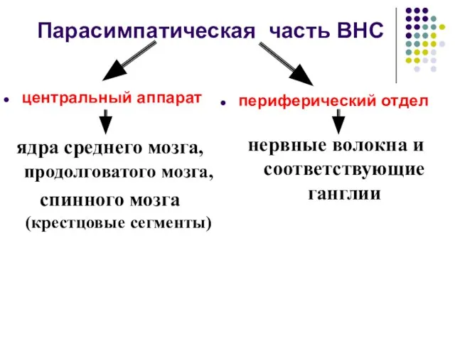 Парасимпатическая часть ВНС центральный аппарат ядра среднего мозга, продолговатого мозга, спинного мозга