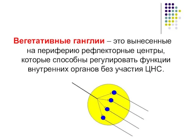 Вегетативные ганглии – это вынесенные на периферию рефлекторные центры, которые способны регулировать