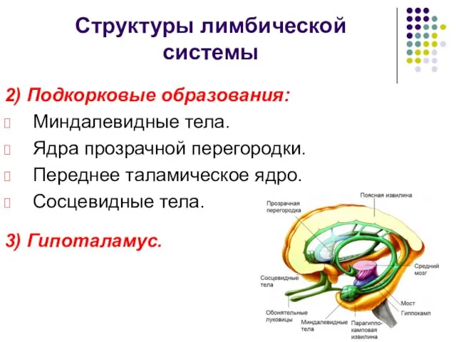 Структуры лимбической системы 2) Подкорковые образования: Миндалевидные тела. Ядра прозрачной перегородки. Переднее