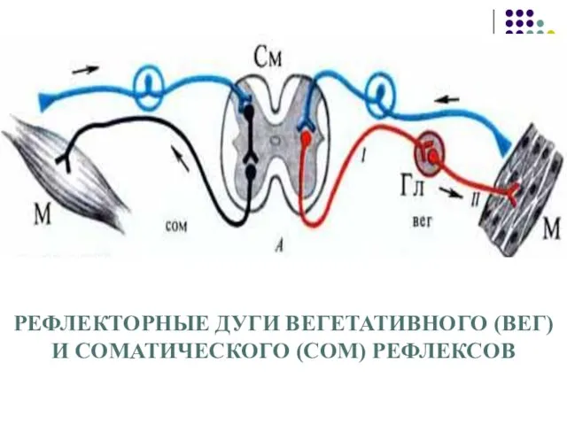 РЕФЛЕКТОРНЫЕ ДУГИ ВЕГЕТАТИВНОГО (ВЕГ) И СОМАТИЧЕСКОГО (СОМ) РЕФЛЕКСОВ