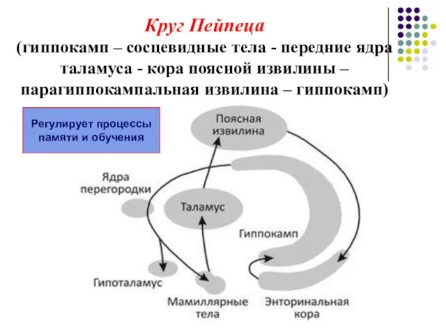 Круг Пейпеца (гиппокамп – сосцевидные тела - передние ядра таламуса - кора