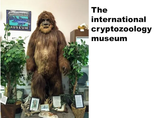 The international cryptozoology museum