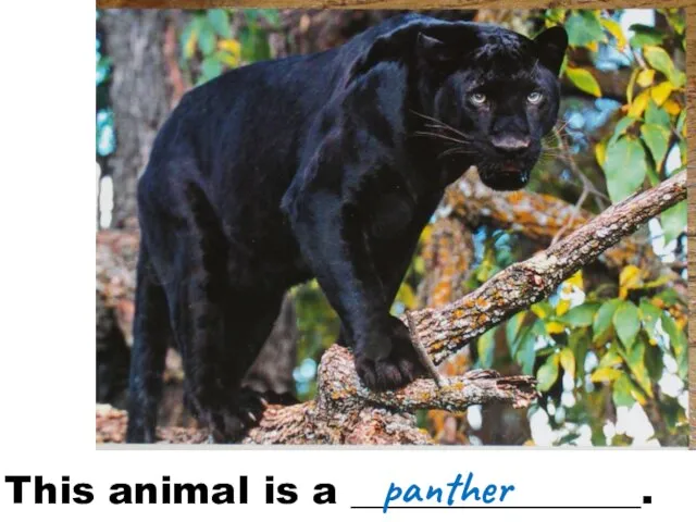 This animal is a _______________. panther