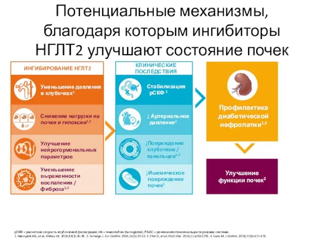 Потенциальные механизмы, благодаря которым ингибиторы НГЛТ2 улучшают состояние почек рСКФ = расчетная