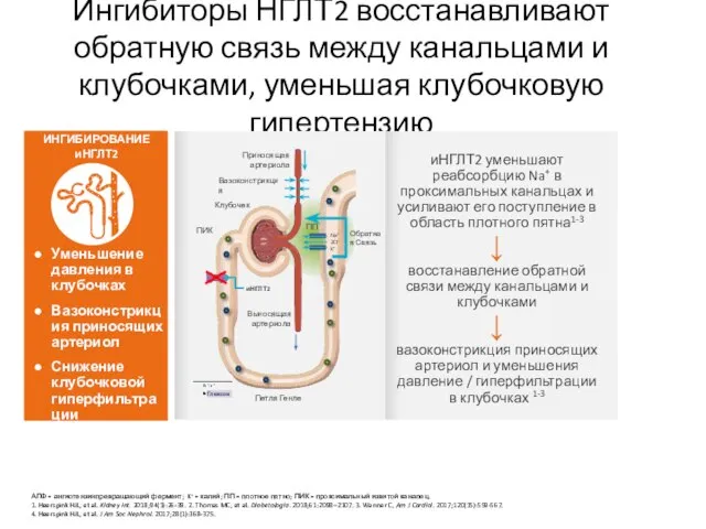 Ингибиторы НГЛТ2 восстанавливают обратную связь между канальцами и клубочками, уменьшая клубочковую гипертензию