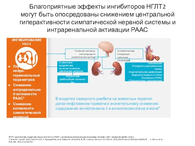 Благоприятные эффекты ингибиторов НГЛТ2 могут быть опосредованы снижением центральной гиперактивности симпатической нервной