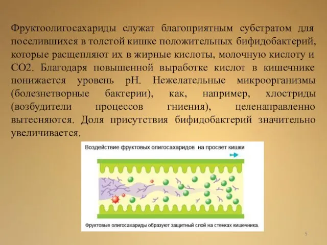 Фруктоолигосахариды служат благоприятным субстратом для поселившихся в толстой кишке положительных бифидобактерий, которые