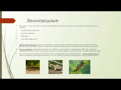 Земноводные Поволжье – место обитания 11 видов земноводных. Исчезающими видами, занесенными в