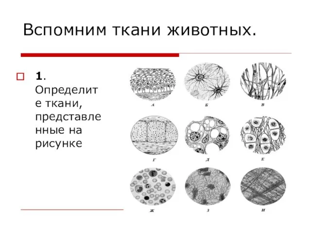 Вспомним ткани животных. 1.Определите ткани, представленные на рисунке