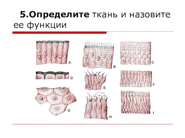 5.Определите ткань и назовите ее функции