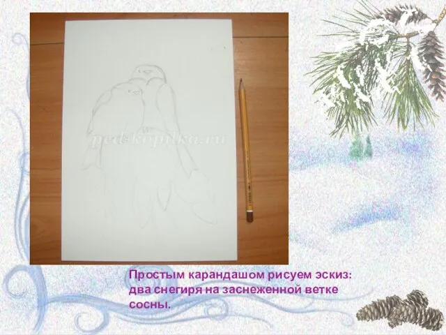 Простым карандашом рисуем эскиз: два снегиря на заснеженной ветке сосны.