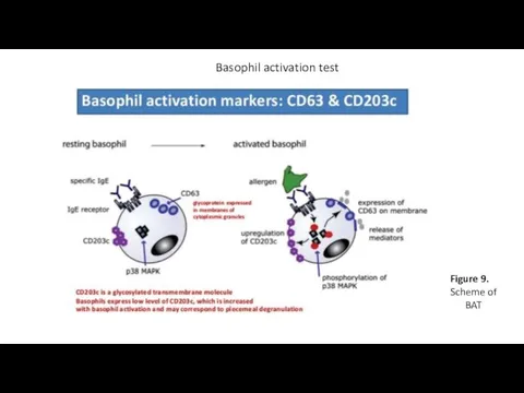 Basophil activation test Figure 9. Scheme of BAT