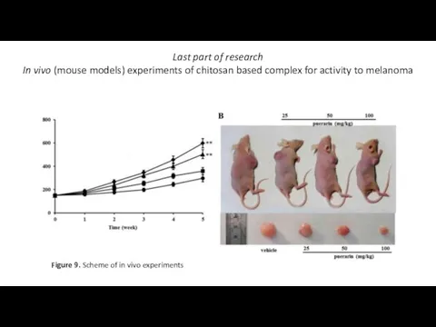 Last part of research In vivo (mouse models) experiments of chitosan based