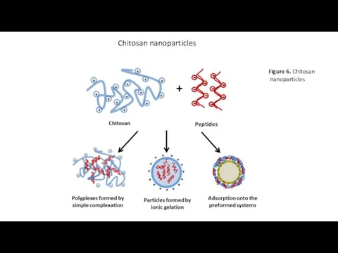 Peptides Chitosan nanoparticles Figure 6. Chitosan nanoparticles