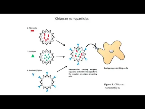 Chitosan nanoparticles Figure 7. Chitosan nanoparticles