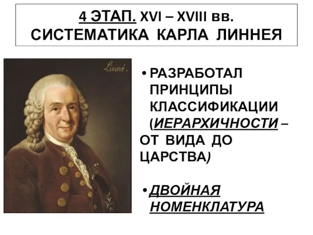 4 ЭТАП. XVI – XVIII вв. СИСТЕМАТИКА КАРЛА ЛИННЕЯ РАЗРАБОТАЛ ПРИНЦИПЫ КЛАССИФИКАЦИИ