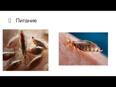 Питание