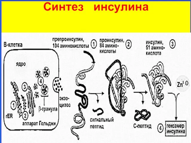 Синтез инсулина