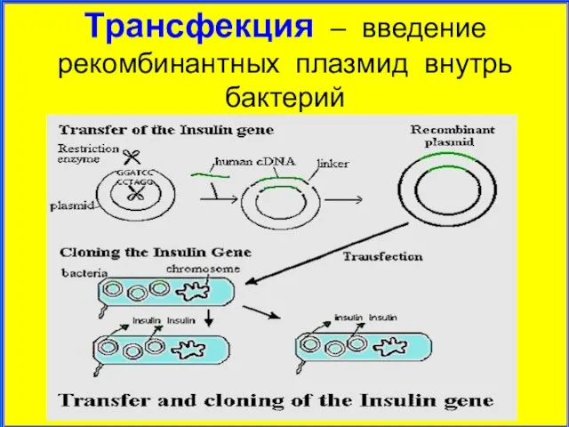 Трансфекция – введение рекомбинантных плазмид внутрь бактерий