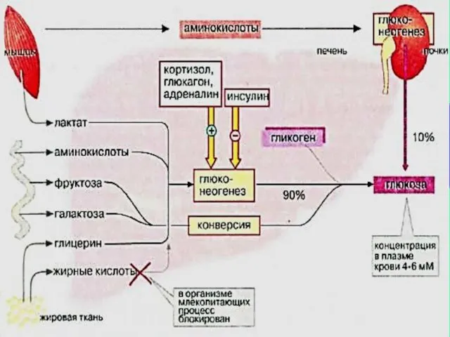 РЕГУЛЯЦИЯ ОБМЕНА УГЛЕВОДОВ