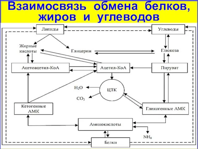 Взаимосвязь обмена белков, жиров и углеводов