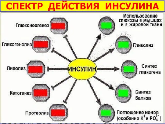 СПЕКТР ДЕЙСТВИЯ ИНСУЛИНА Активирует поступление глю-козы в клетку. Ускоряет: использование глюкозы в