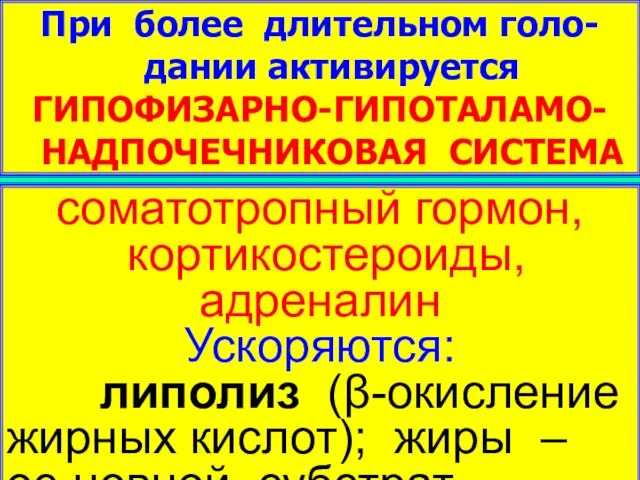 При более длительном голо-дании активируется ГИПОФИЗАРНО-ГИПОТАЛАМО-НАДПОЧЕЧНИКОВАЯ СИСТЕМА соматотропный гормон, кортикостероиды, адреналин Ускоряются: