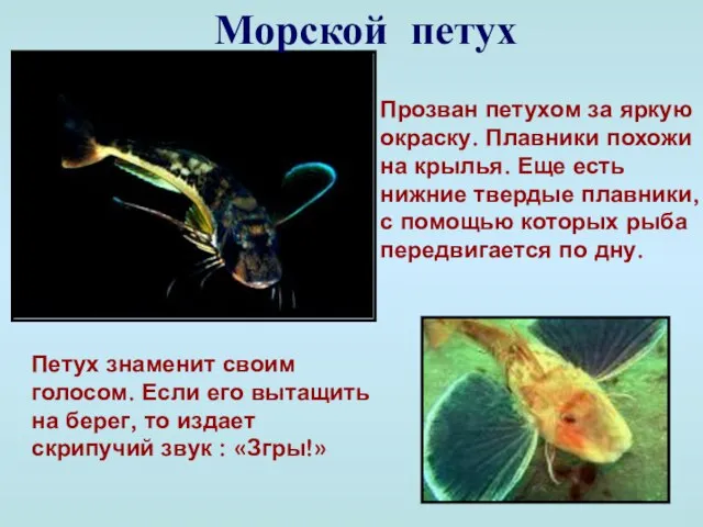 Морской петух Прозван петухом за яркую окраску. Плавники похожи на крылья. Еще