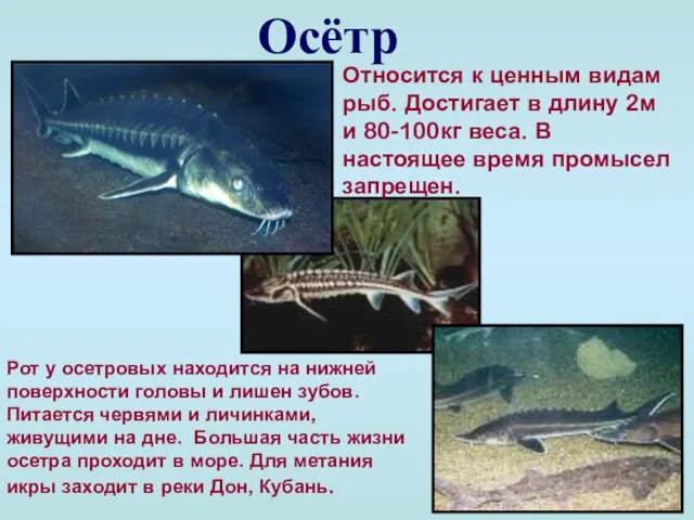Осётр Относится к ценным видам рыб. Достигает в длину 2м и 80-100кг