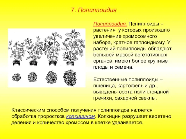 Полиплоидия. Полиплоиды – растения, у которых произошло увеличение хромосомного набора, кратное гаплоидному.