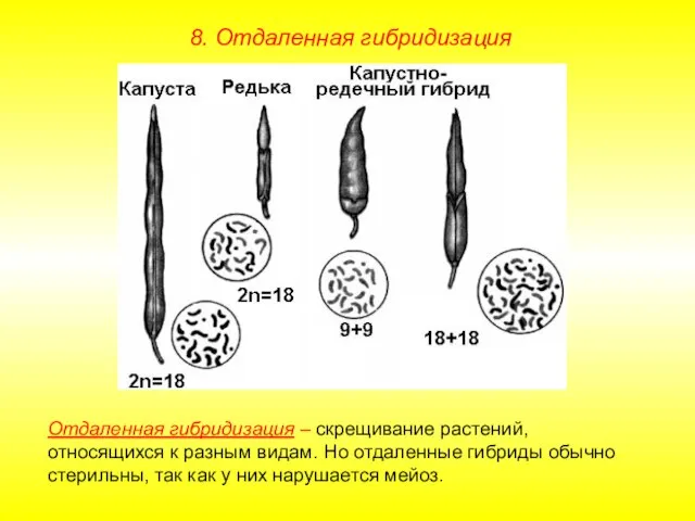 8. Отдаленная гибридизация Отдаленная гибридизация – скрещивание растений, относящихся к разным видам.